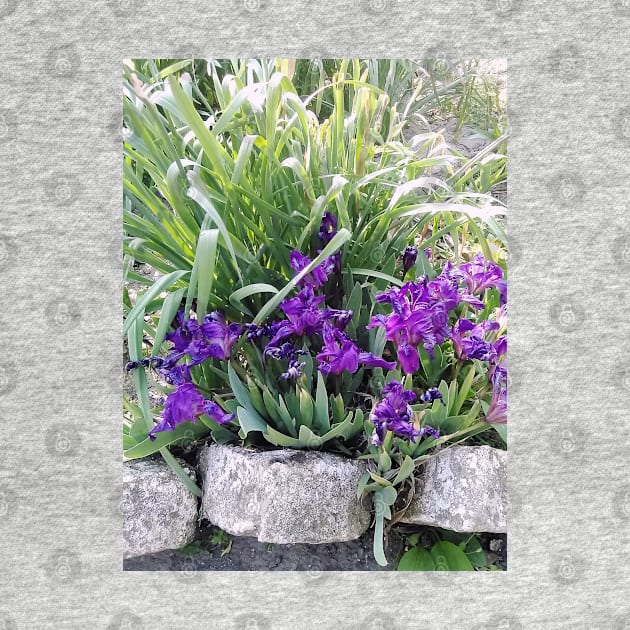 Dwarf Iris by area-design